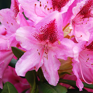 Rhododendrons