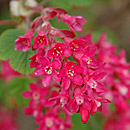 Flowering Currant