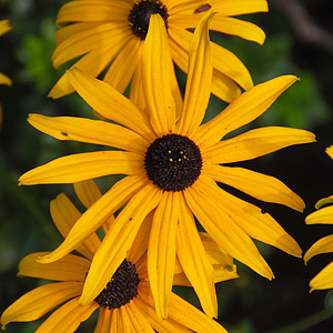 Rudbeckia