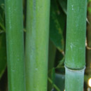 Running Bamboo