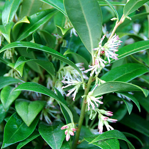 Sarcococca