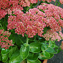 Hardy Sedum