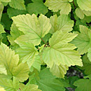 Deciduous Shrubs