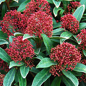 Skimmia