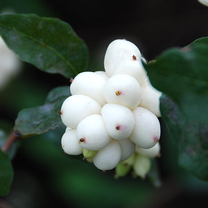 Snowberry