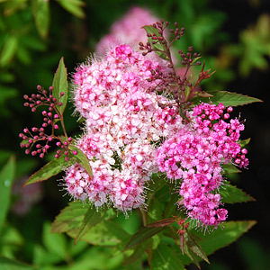 Spirea