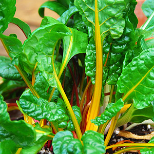 Seeds - Swiss Chard