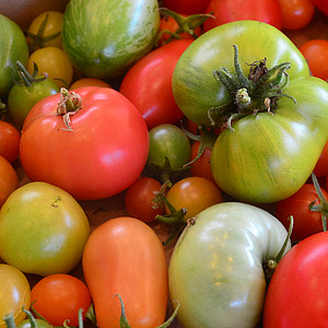 Seeds - Tomatoes