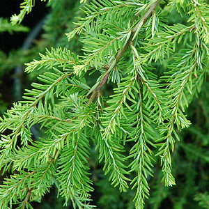 Hemlock