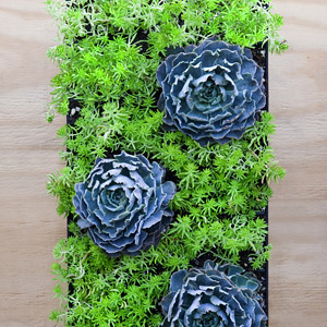 Vertical Planters