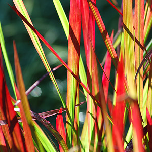 Warm Season Grasses