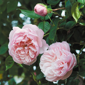English Garden Roses