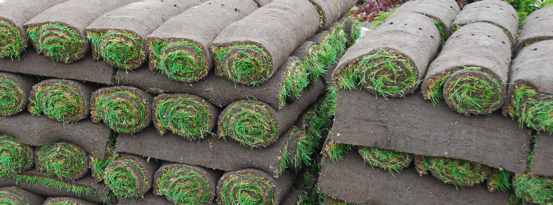 turf