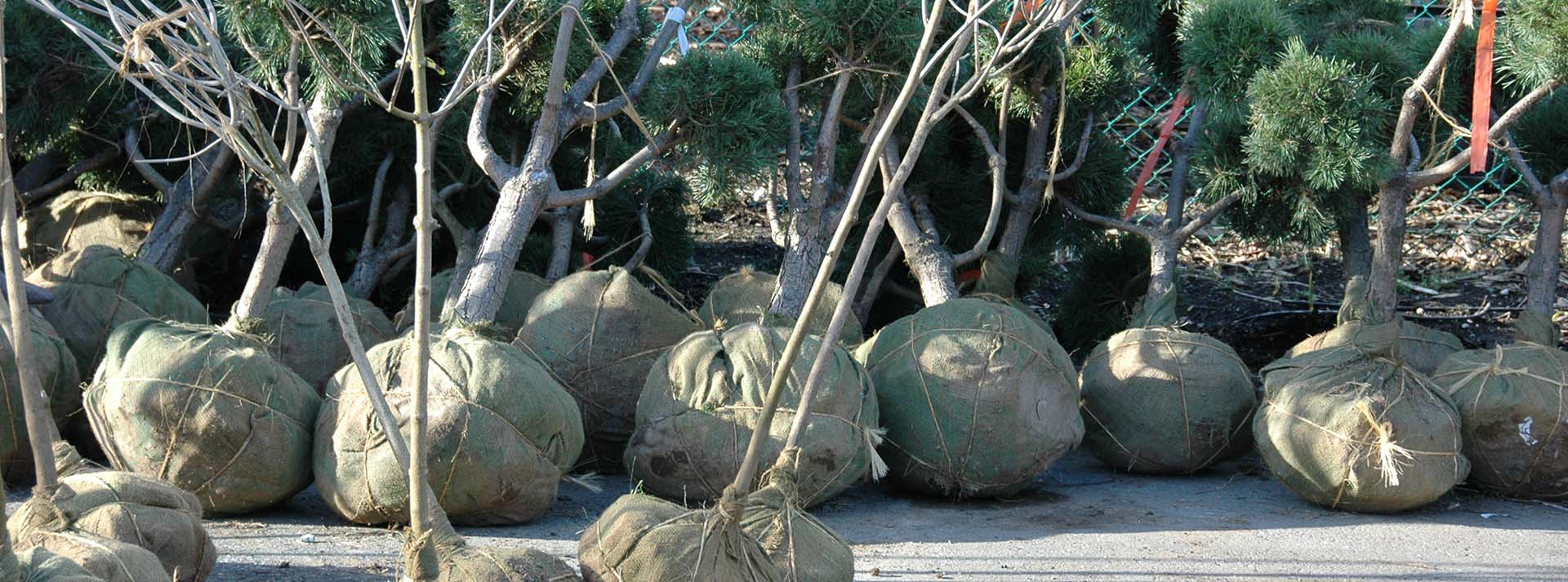 b and b trees