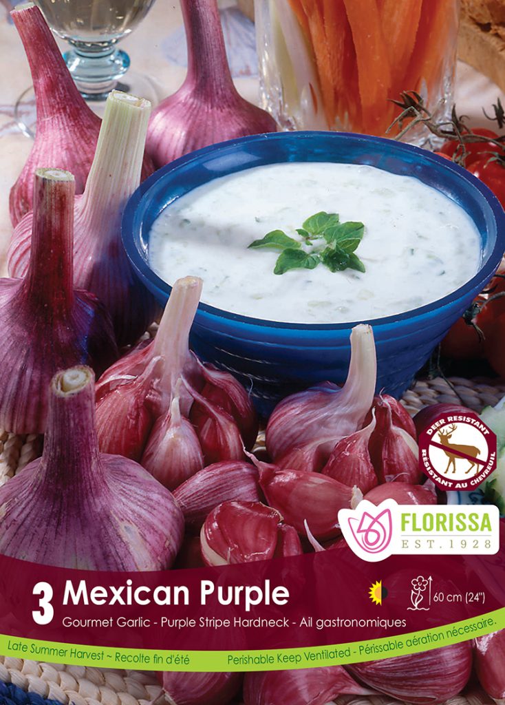 Mexican Purple
