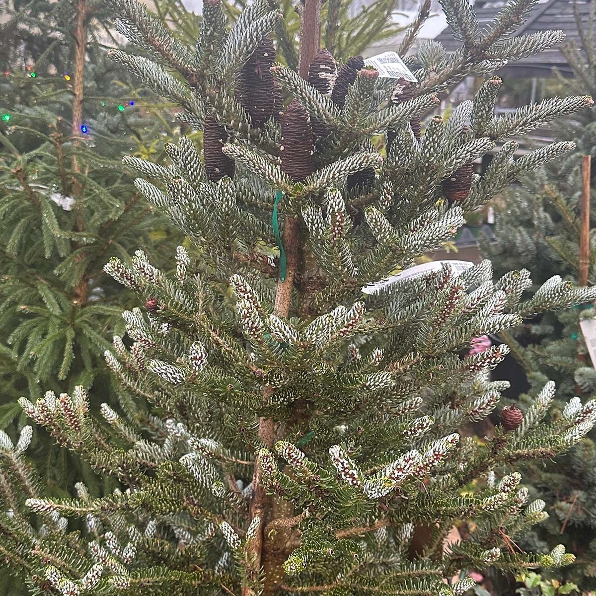 Silver Show Korean Fir
