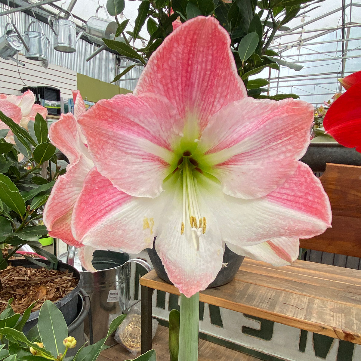 amaryllis