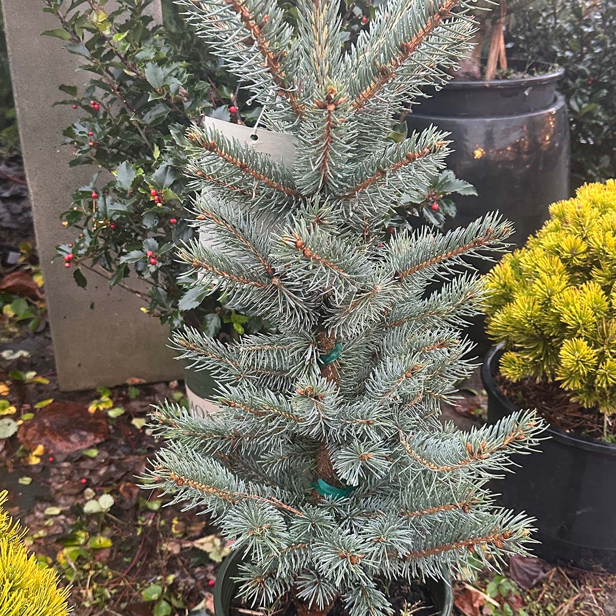 Baby Blue Eyes Spruce