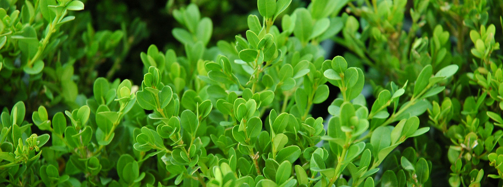 An Introduction to Boxwood (Buxus)