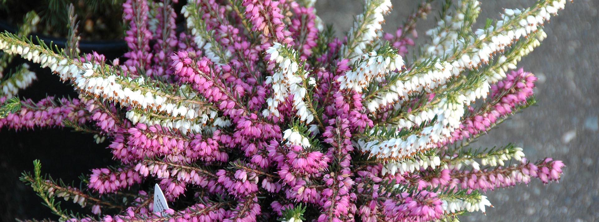 Introduction to Winter Heather (Heath)