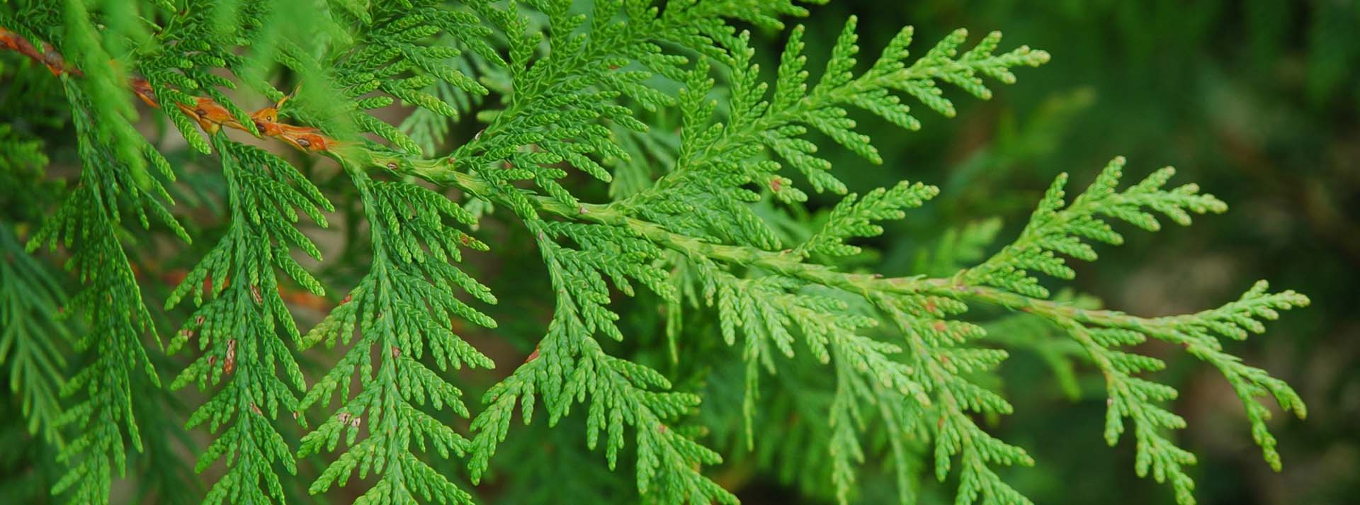 Our Top 10 Favourite Hedging Plants