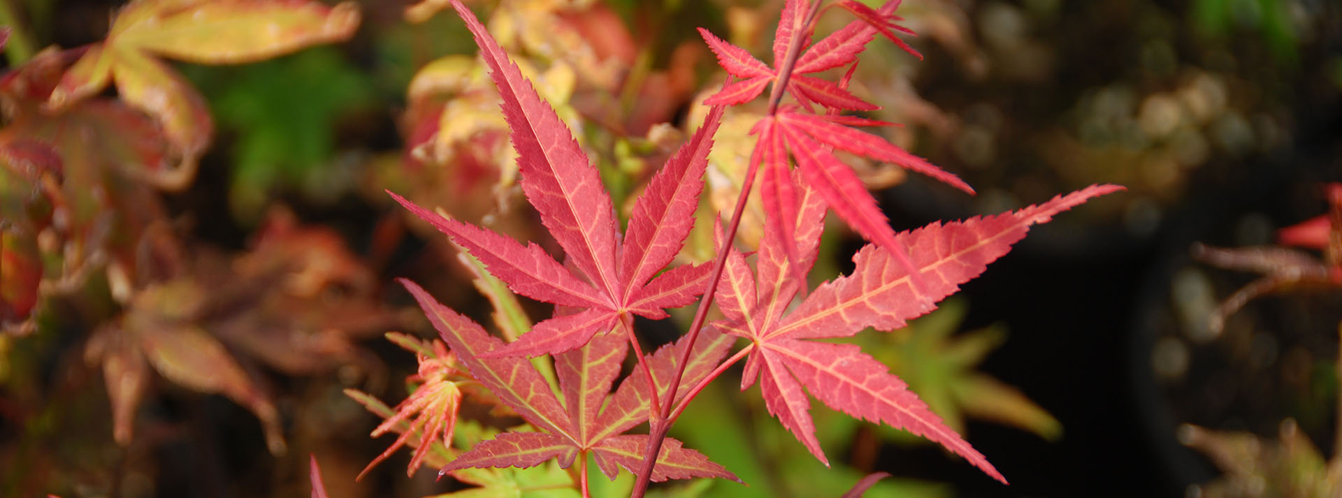 Introduction to Japanese Maples