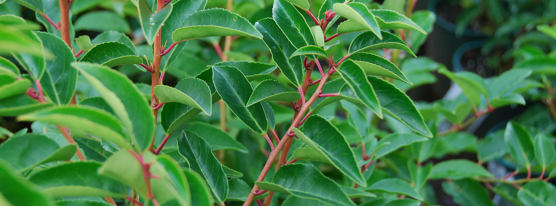 Introduction to Laurels