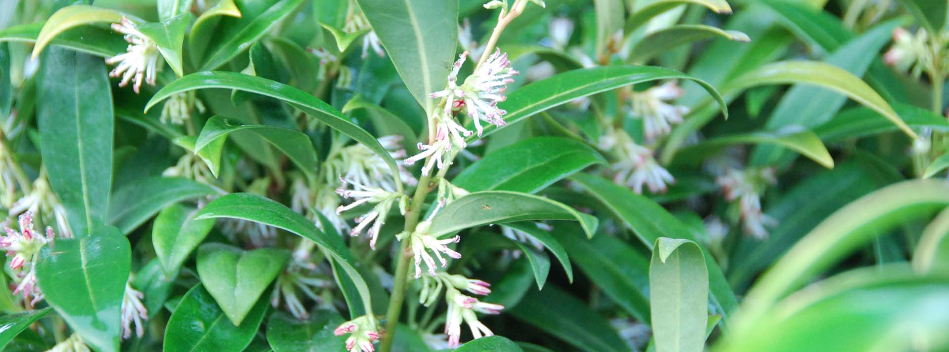 Introduction to Sweetbox - Sarcococca