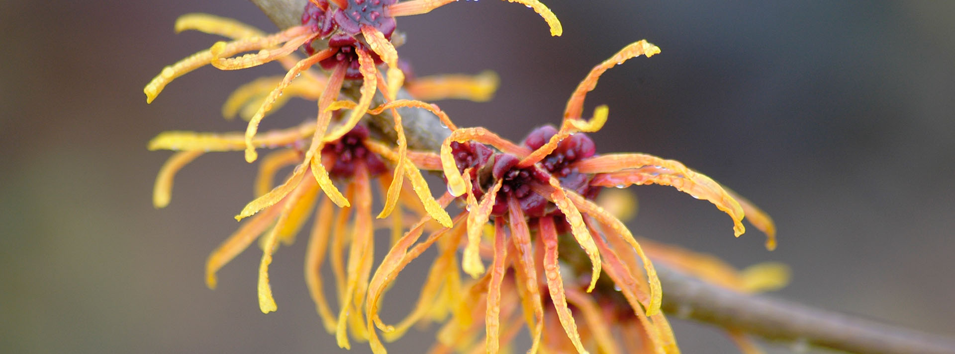 15 Popular Early Spring Blooming Plants for Your Garden