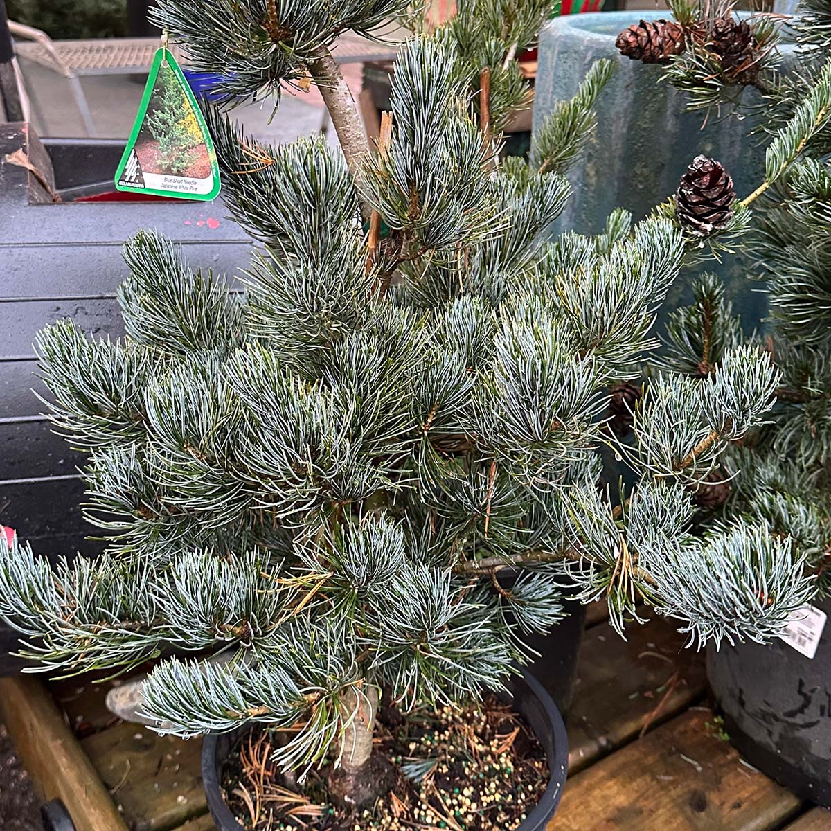 Blue Short Needle Japanese White Pine
