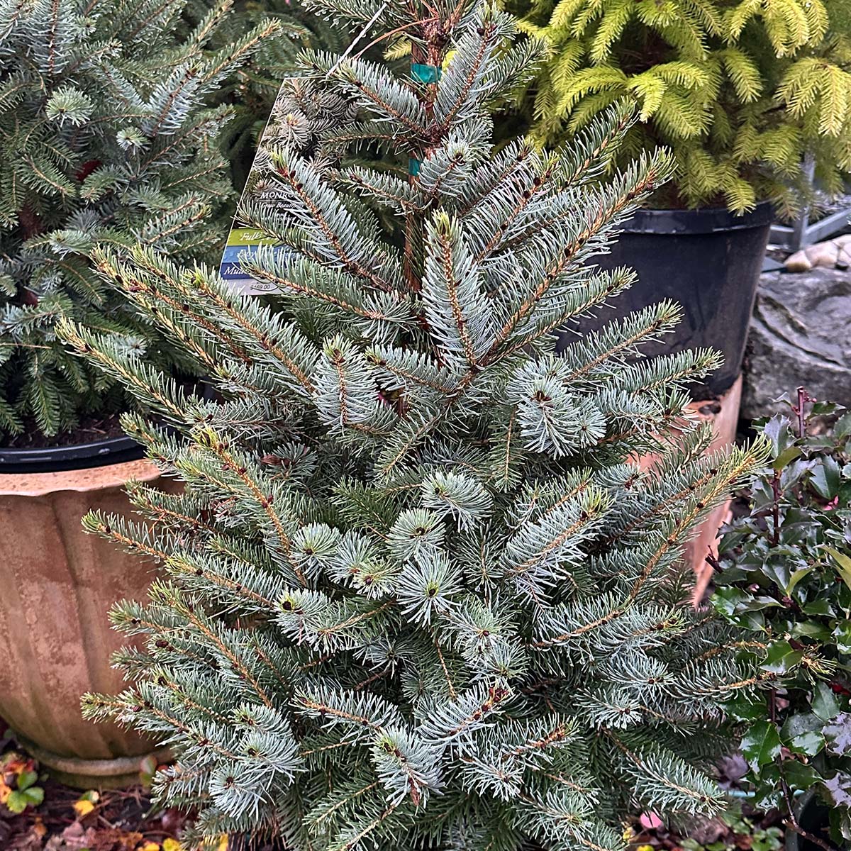 Bruns Serbian Spruce