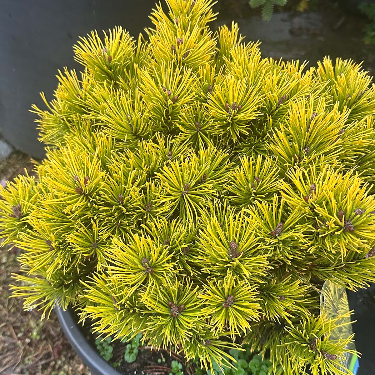 Carsten’s Wintergold Mugo Pine