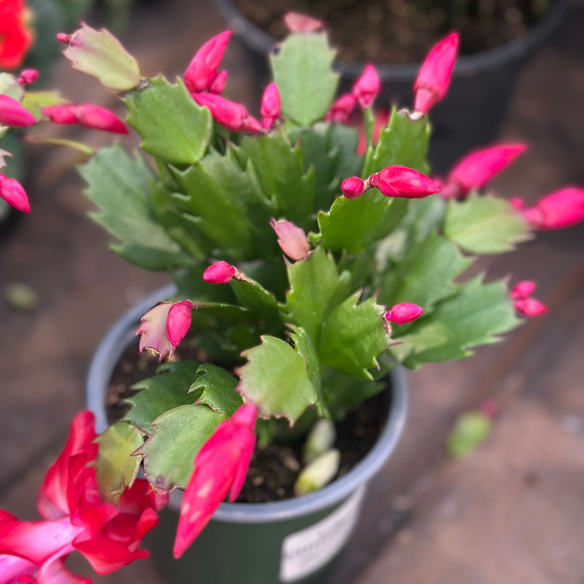 christmas cactus