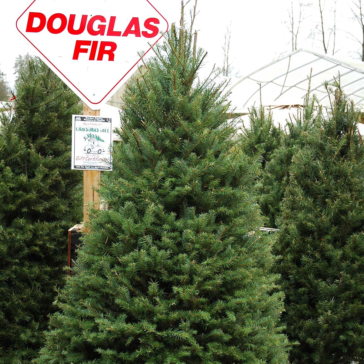 douglas fir