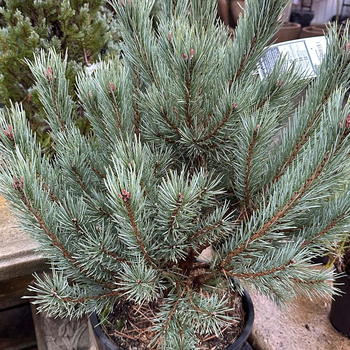 Dwarf Blue Scotch Pine