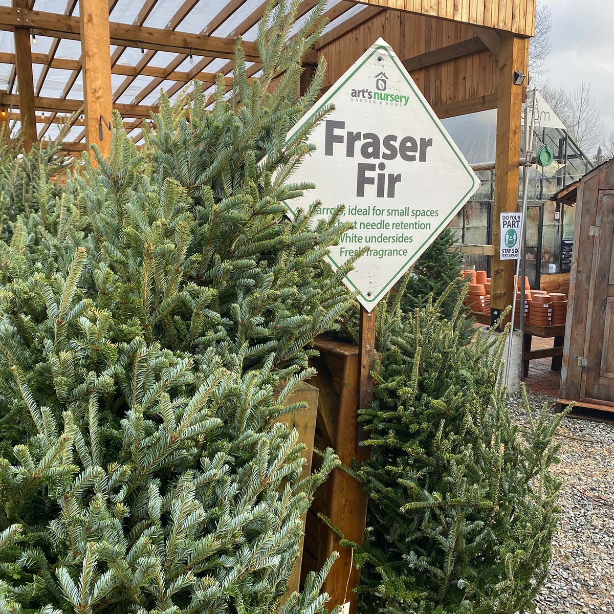 fraser fir