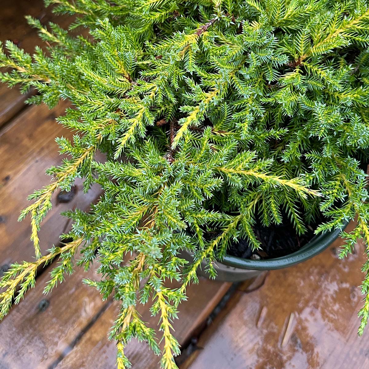 Daub’s Frosted Juniper