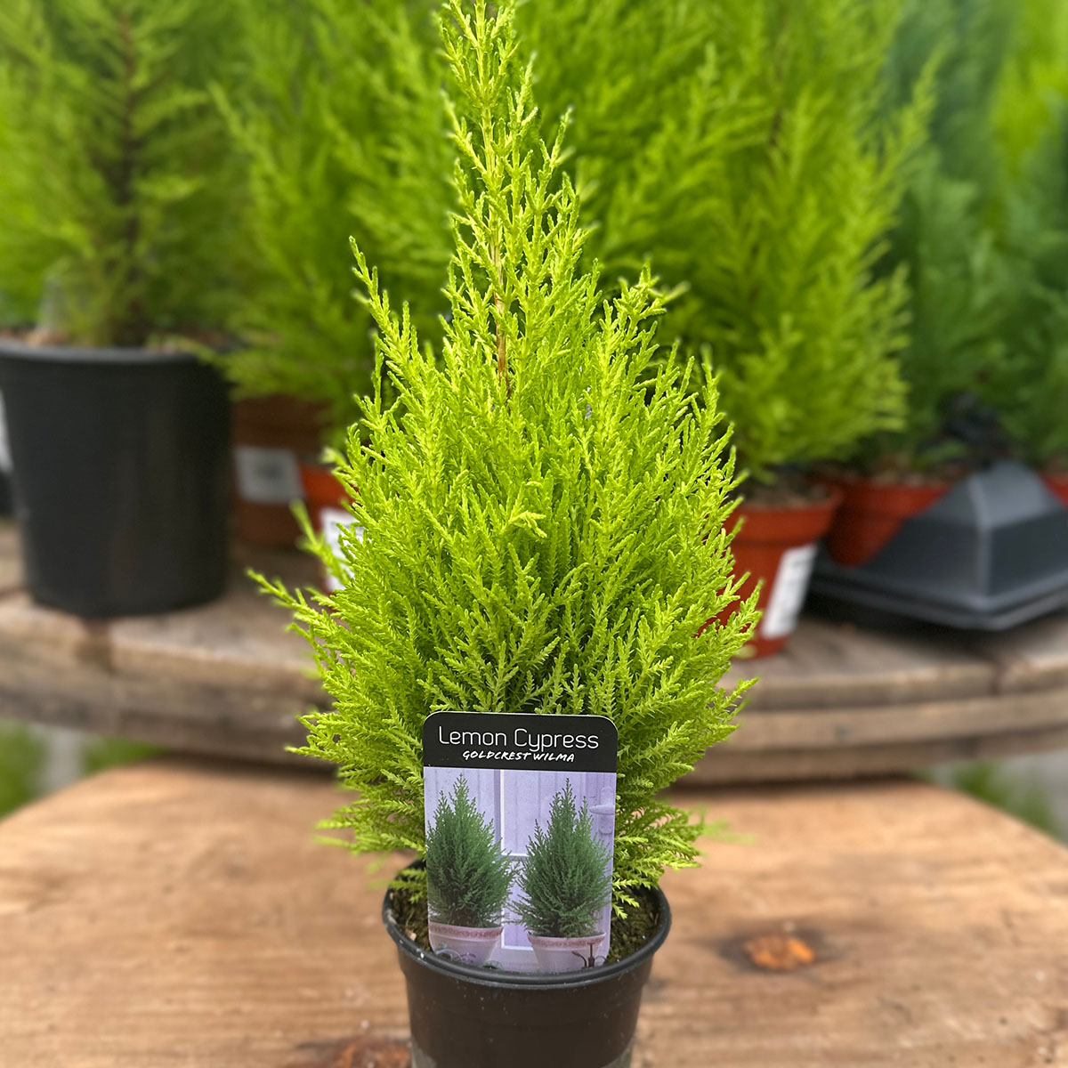 lemon cypress