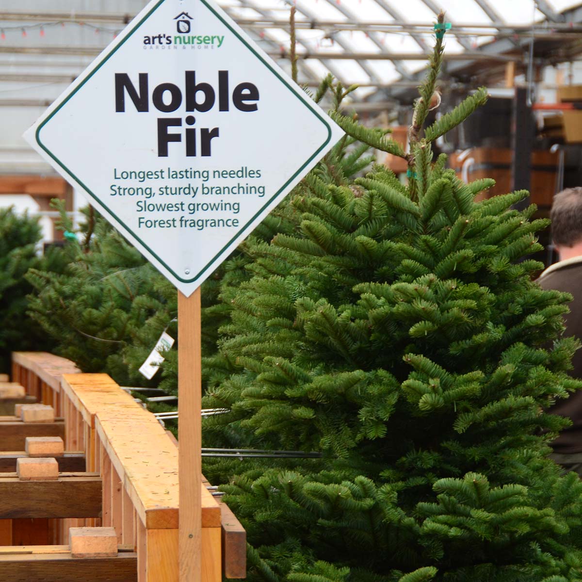 noble fir