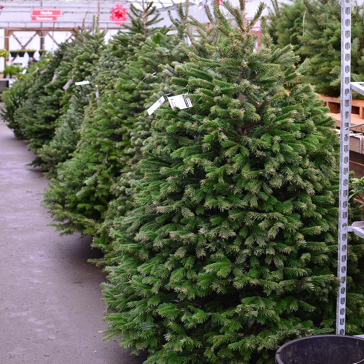 nordmann fir