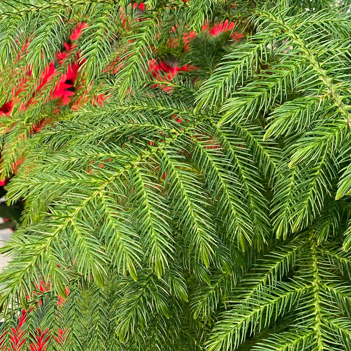 norfolk island pine
