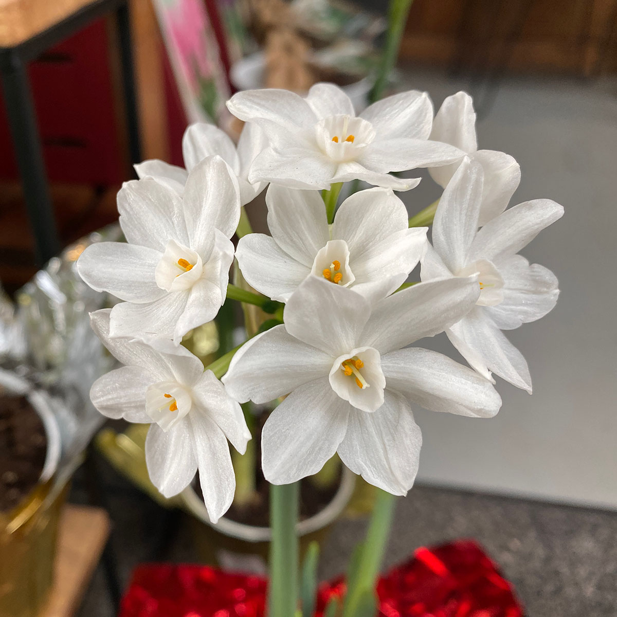 paperwhite daffodils