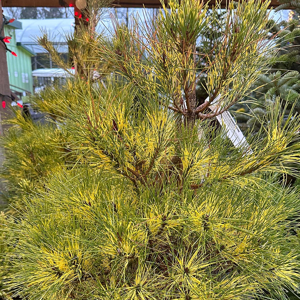 Golden Ghost Japanese Red Pine