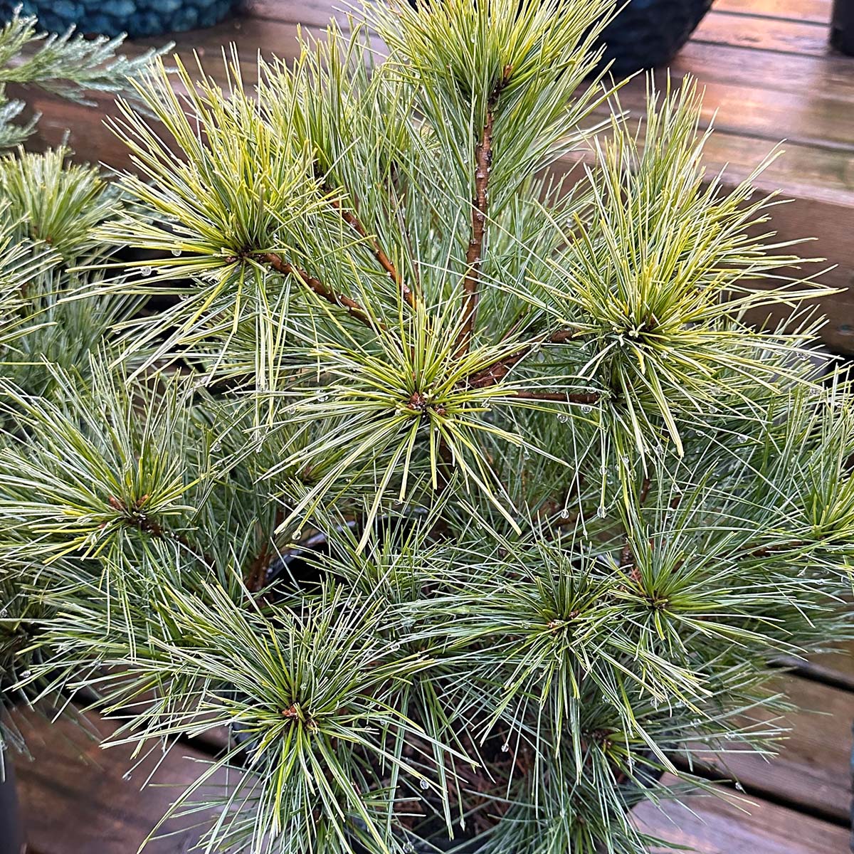 Dwarf Horsford White Pine