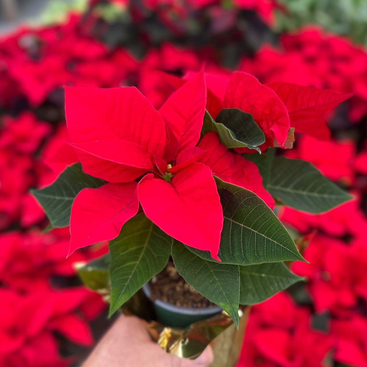 poinsettias
