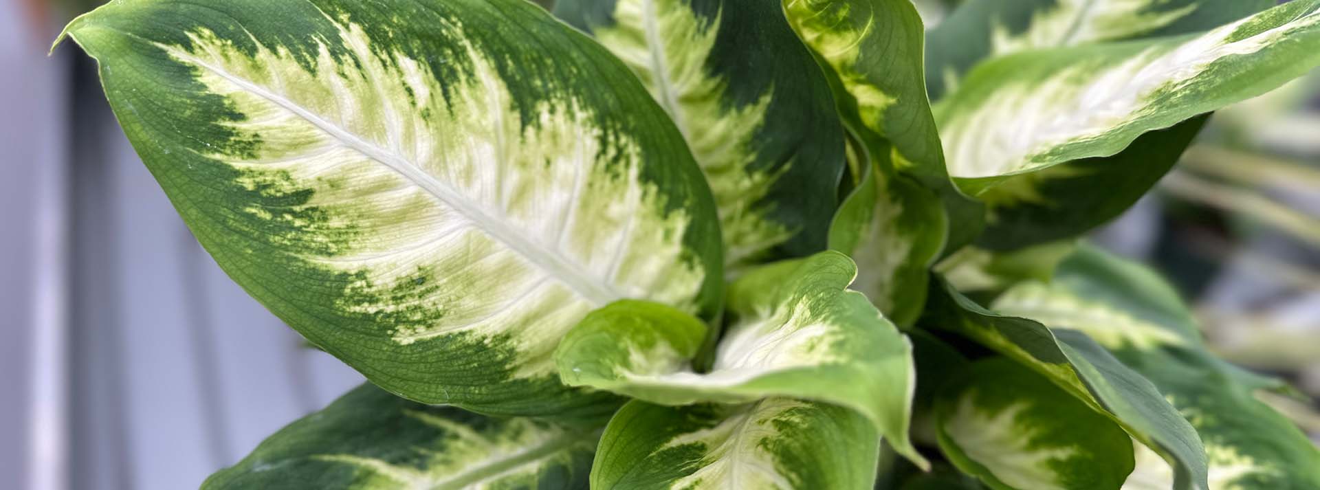 banner_indoorplants.jpg