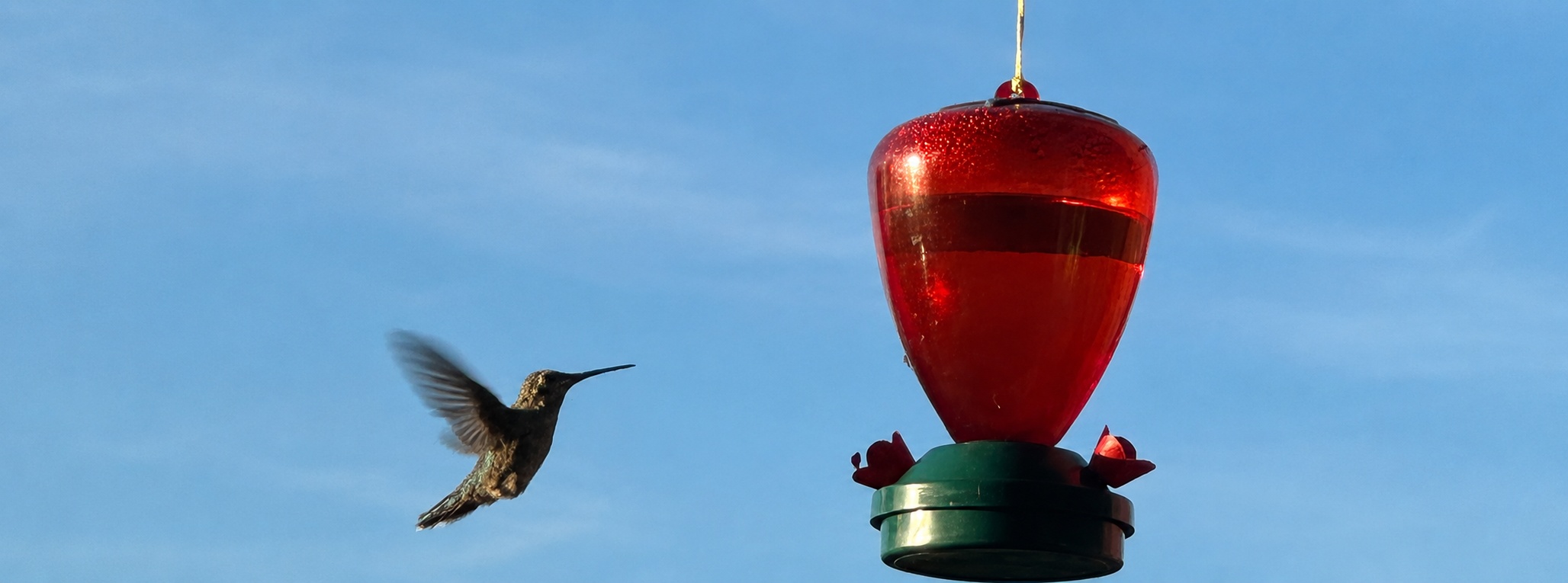 Birding_Wildlife_Collection_1920x713.jpg
