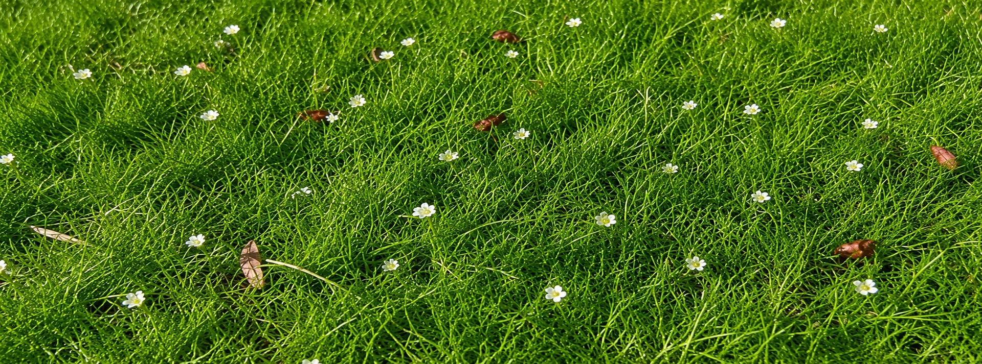 Woolly_Thyme_Banner_1920x713.jpg