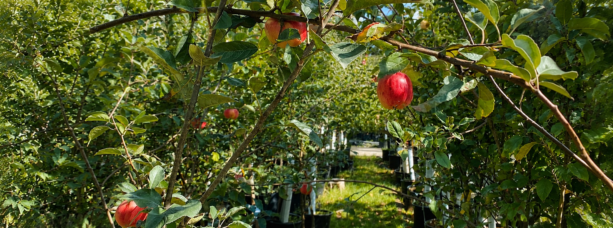 apple_orchard_banner_1920x713.jpg