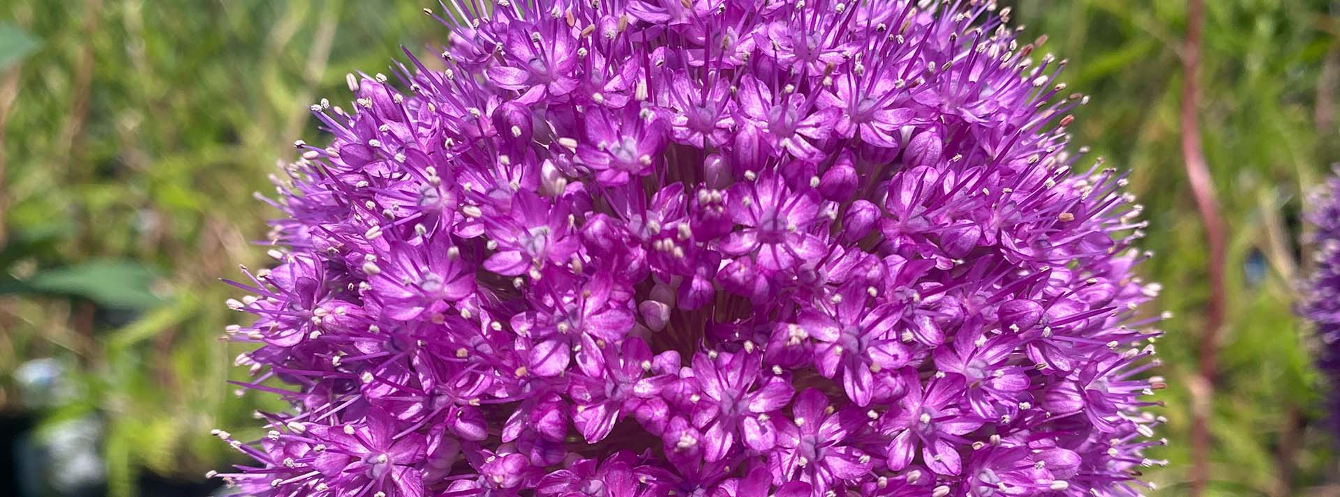 banner_allium.jpg